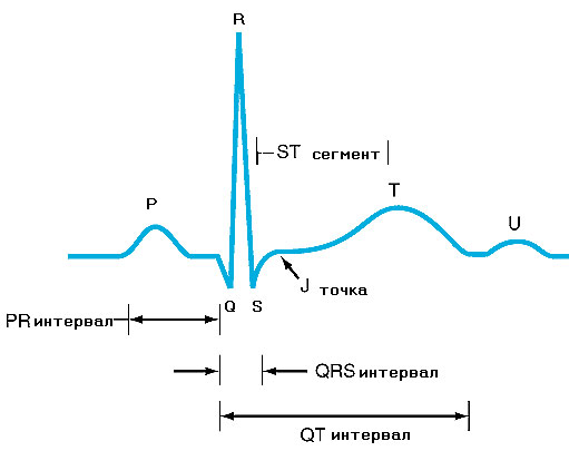 Einthoven8.jpg (20655 bytes)